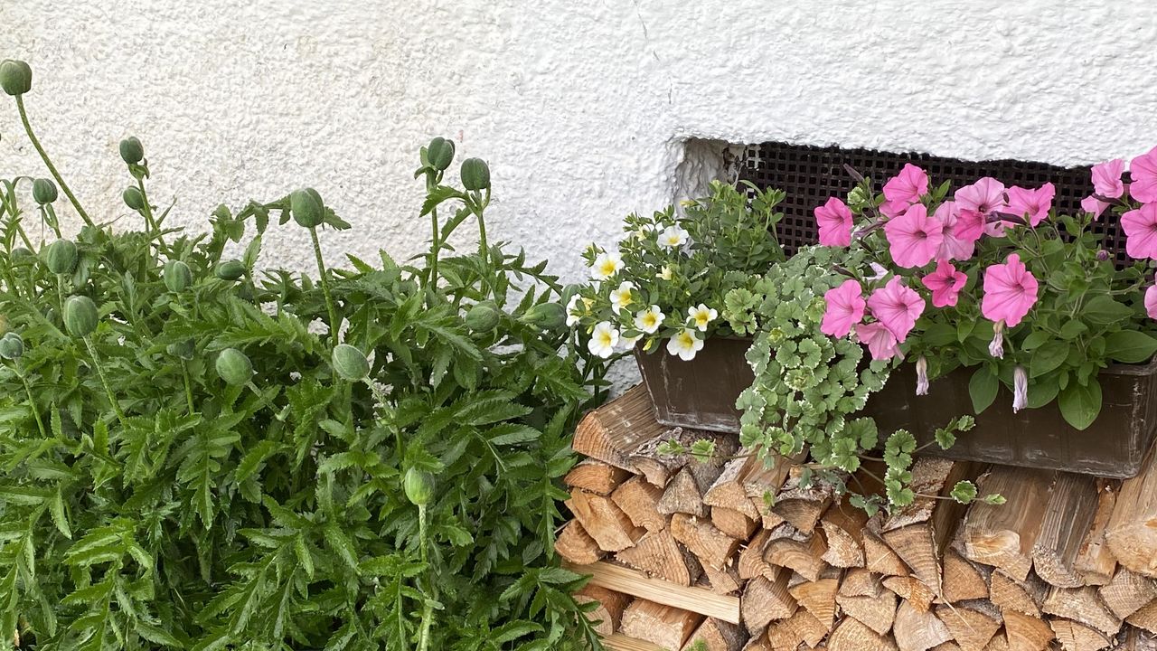 Blumen Blumen